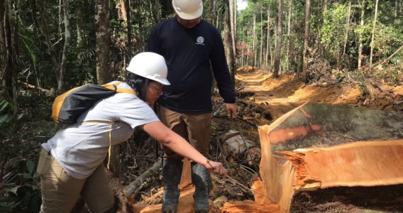 Análise isotópica pode auxiliar a polícia no combate ao comércio ilegal de madeira da Amazônia