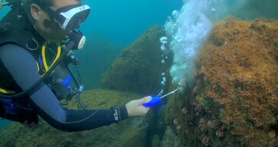 Estudo propõe novo método para remoção de coral invasor no Brasil