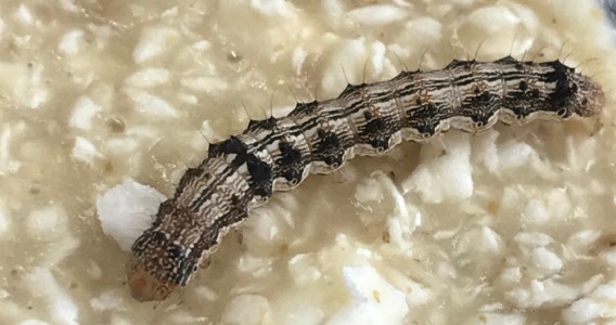 Lagarta que ataca soja e algodão abriga fungos capazes de degradar isopor