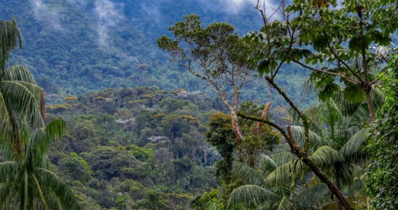 Conexão entre fragmentos florestais importa mais que tamanho na restauração da Mata Atlântica