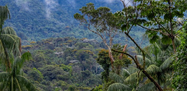 Fragmento florestal de Mata Atlântica estudado por pesquisadores