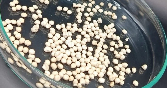 Cápsula de celulose prolonga vida útil e melhora ação de fungo usado como bioinseticida