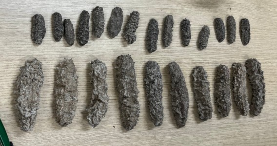 Genética forense desvenda tráfico internacional de vida marinha