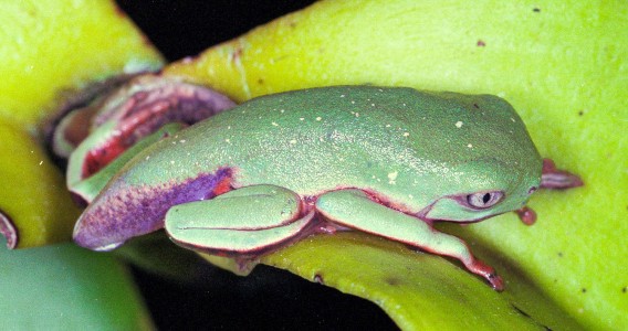 Vírus letal reduz em 83% população de pererecas em reserva da Mata Atlântica