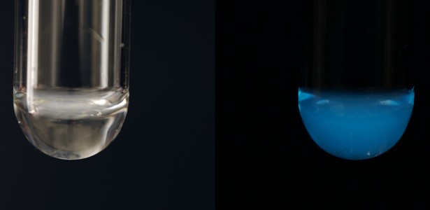 Imagem da pena-do-mar Anthoptilum murrayi com a enzima luminosa em laboratório