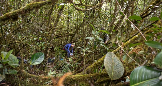 Insetos de dia, anfíbios à noite: a rotina de uma expedição científica no alto da Amazônia