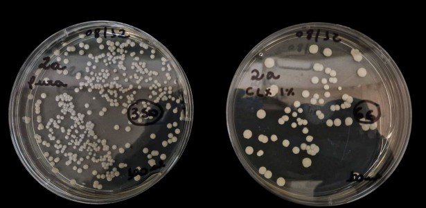 Imagem de cultura de fungo Candida parapsilosis após aplicação de antisséptico em laboratório.