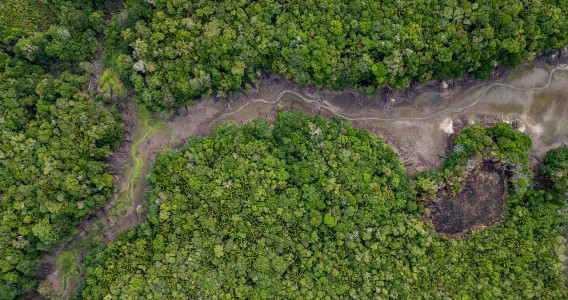 Temperatura máxima na estação seca já aumentou mais de 3 °C em área preservada da Amazônia