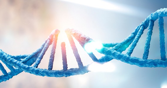 Falha no reparo do DNA materno compromete desenvolvimento embrionário e gera mutações pós-fecundação