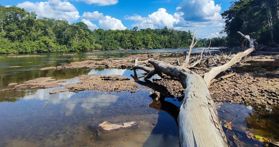 Seca e calor extremos do último El Niño antecipam ‘novo normal’ nas florestas tropicais
