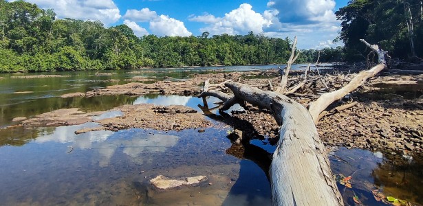 Imagem ilustrativa de uma floresta tropical com céu tempestuoso e temperaturas elevadas