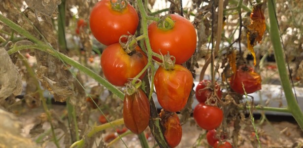 Estudo revela como pequenas mudanças na estrutura do tomate podem aumentar sua resistência a pragas
