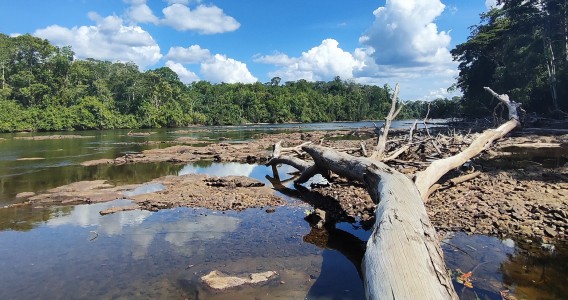 Las sequías y el calor extremos del último El Niño anticipan una “nueva normalidad” en los bosques tropicales