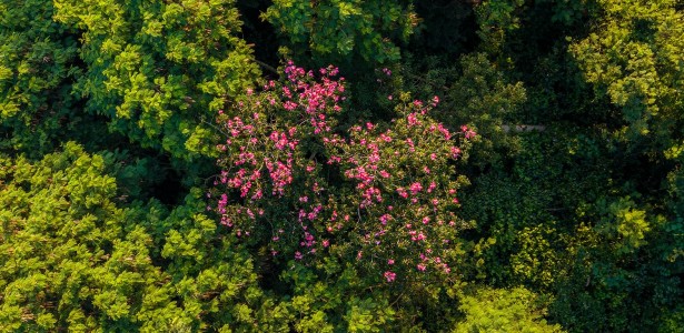 Imagem de floresta em regeneração natural com árvores nativas e exóticas