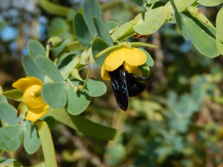 Presença de bactéria no solo torna flores mais atrativas para polinizadores, aponta estudo