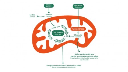 Estratégia de combate ao câncer de mama tem ação dupla sobre enzima que ‘alimenta’ o tumor