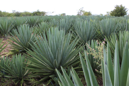 Pesquisadores brasileiros trabalham para transformar o agave na ‘cana do sertão’