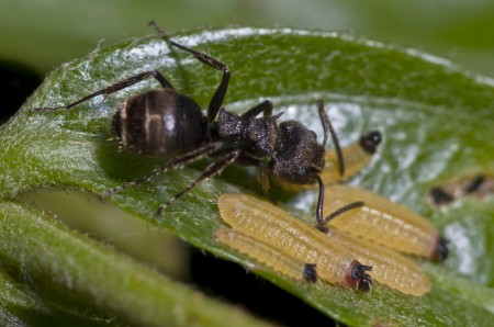 Interação entre lagartas e formigas mutualistas é altamente específica, mostra estudo