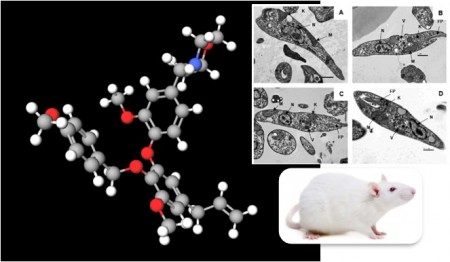 Composto derivado de planta brasileira mostra ação contra parasita da leishmaniose visceral