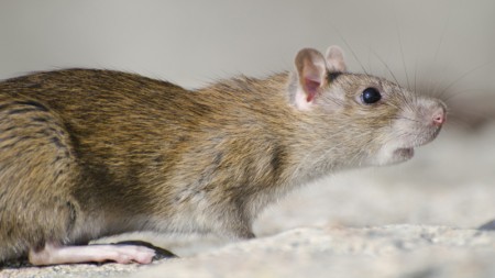 Ocitocina sintética pode prevenir ansiedade causada por estresse social, aponta estudo em modelo animal Ocitocina sintética pode prevenir ansiedade causada por estresse social, aponta estudo em modelo animal