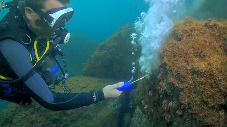 Estudo propõe novo método para remoção de coral invasor no Brasil Estudo propõe novo método para remoção de coral invasor no Brasil