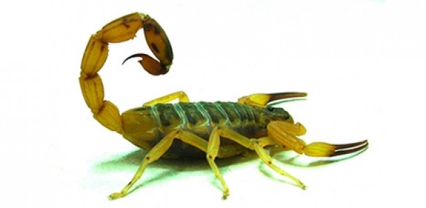 Anti-inflammatory drug may prevent death by scorpion