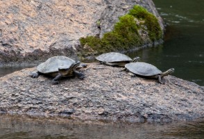 Las centrales hidroeléctricas en Brasil amenazan a una especie de tortuga que depende de los rápidos