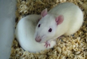 Interrupção precoce da amamentação altera revestimento do estômago e do intestino, mostra teste com ratos