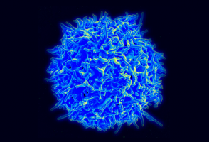 Estudo caracteriza células de defesa consideradas chave para a imunoterapia contra o câncer
