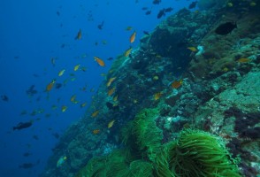 Lançado o mais completo levantamento sobre a biodiversidade marinha-costeira brasileira
