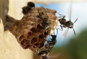 Apesar de seguro para mamíferos, biopesticida pode exterminar colônias de vespas benéficas para plantas