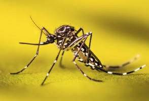 La infección con zika eleva el riesgo posterior de aparición de casos graves o internaciones por dengue