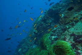 Lanzan el más completo estudio sobre la biodiversidad marina y costera de Brasil