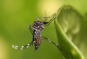 Mosquito da dengue e outras espécies invasoras causam prejuízo anual de até R$ 15 bilhões no Brasil