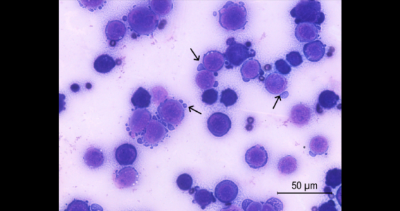 Toxina do veneno da cascavel induz célula de defesa a combater o câncer, indica estudo