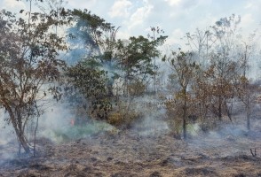 Incêndios em áreas de florestas maduras cresceram 152% na Amazônia em 2023, aponta estudo