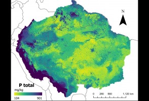 Mapas desenvolvidos com inteligência artificial confirmam baixos níveis de fósforo no solo da Amazônia