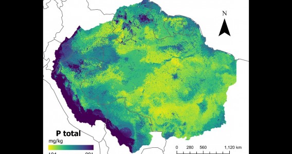 Mapas desenvolvidos com inteligência artificial confirmam baixos níveis de fósforo no solo da Amazônia