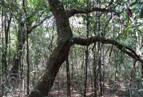 Without proper management, Cerrado becomes disfigured and less resilient to climate change