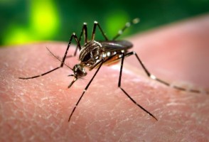 Monitoramento mostra que é possível prever epidemias de chikungunya por meio de vigilância