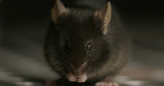 Efeitos do estresse variam conforme idade e sexo, mostra estudo com camundongos