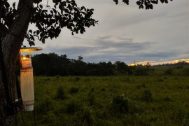 Malaria risk in the Amazon is higher in regions with intermediate forest degradation