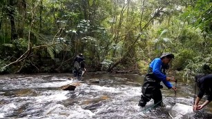 Ciência SP | O impacto da monocultura em riachos tropicais