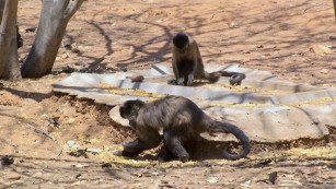 Ciência SP | Macacos-prego do Piauí: mais tempo no chão, maior uso de ferramentas