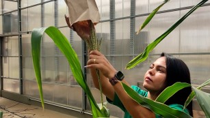 CSP | Inovação na edição genômica do milho